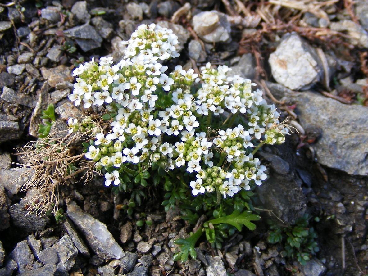 Sentieri ferrati, sentieri fioriti: i fiori dell''Albiolo